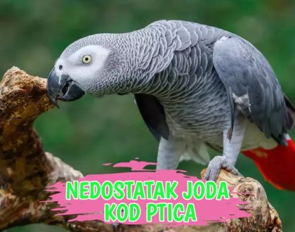 Nadostatak Joda kod ptica