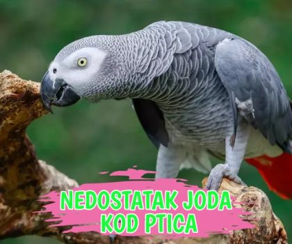 Nadostatak Joda kod ptica