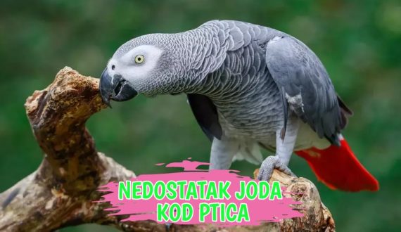 Nadostatak Joda kod ptica