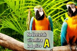 Nedostatak vitamina A kod ptica