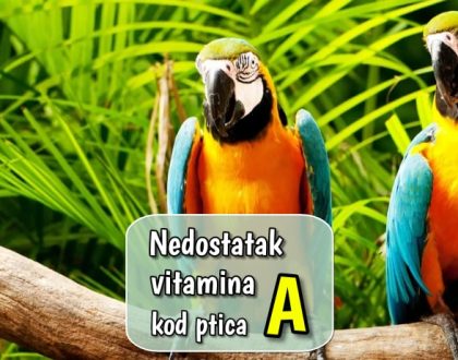 Nedostatak vitamina A kod ptica