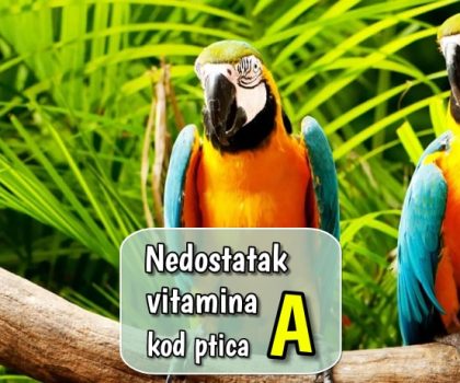 Nedostatak vitamina A kod ptica