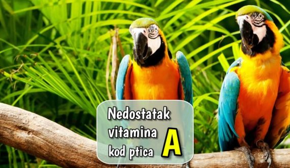 Nedostatak vitamina A kod ptica