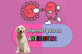 Otpornost pasa na antibiotike
