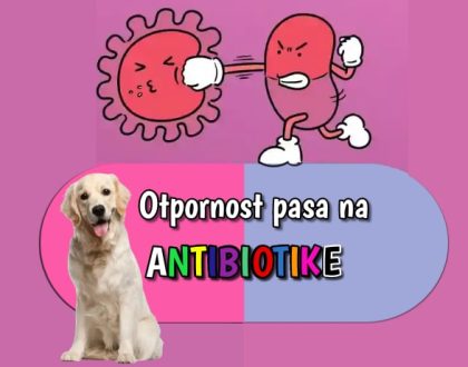 Otpornost pasa na antibiotike