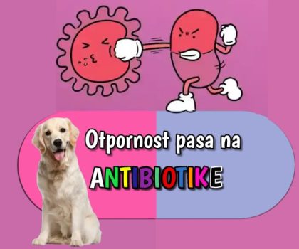 Otpornost pasa na antibiotike