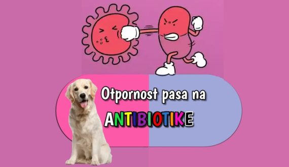 Otpornost pasa na antibiotike
