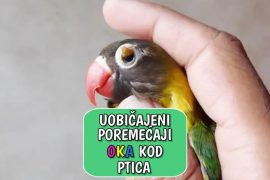 Uobičajeni poremećaji oka kod ptica