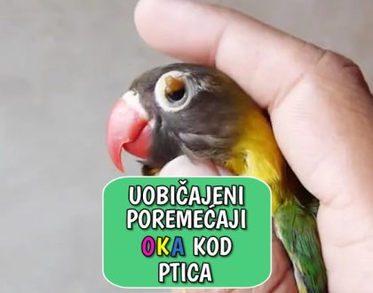 Uobičajeni poremećaji oka kod ptica