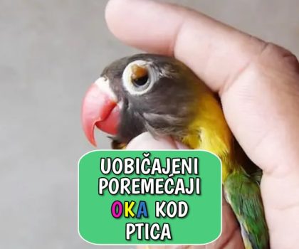 Uobičajeni poremećaji oka kod ptica