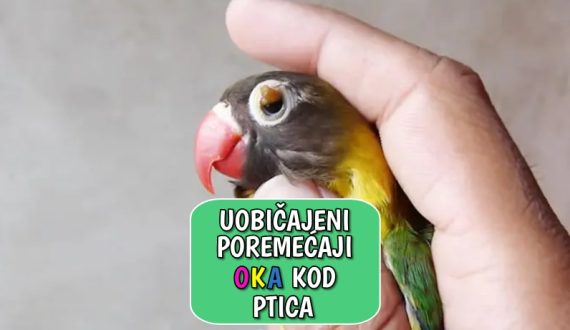 Uobičajeni poremećaji oka kod ptica