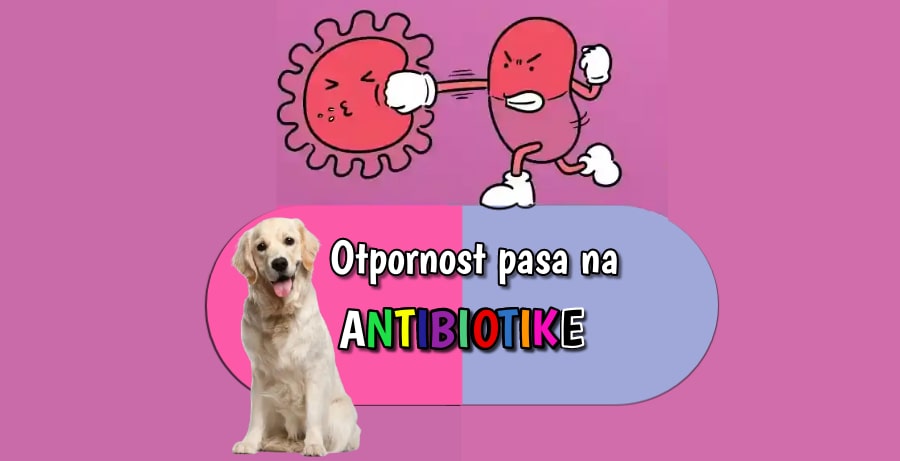 Otpornost pasa na antibiotike