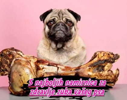5 najboljih namirnica za zdravlje zuba vašeg psa