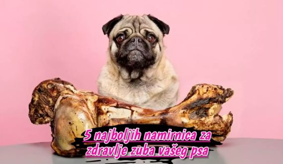 5 najboljih namirnica za zdravlje zuba vašeg psa