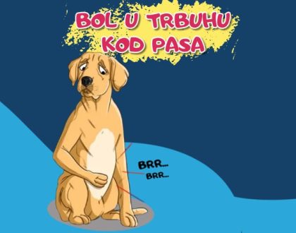 Bol u trbuhu kod pasa