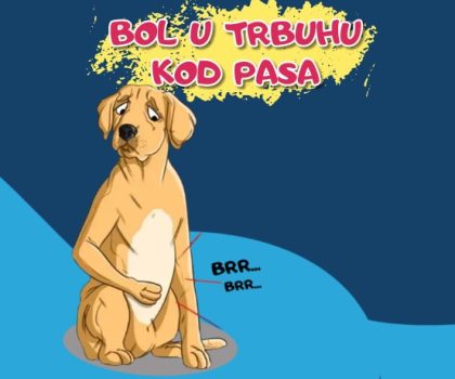 Bol u trbuhu kod pasa