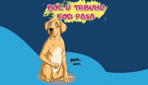 Bol u trbuhu kod pasa