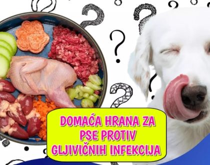 Domaća hrana za pse protiv gljivičnih infekcija