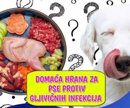 Domaća hrana za pse protiv gljivičnih infekcija