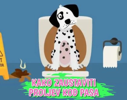 Kako zaustaviti proljev kod pasa