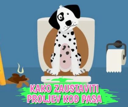 Kako zaustaviti proljev kod pasa