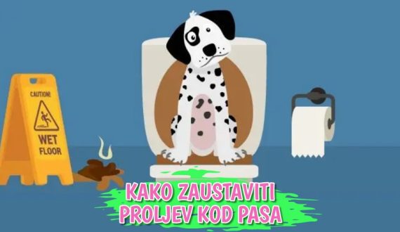 Kako zaustaviti proljev kod pasa