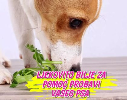 Ljekovito bilje za pomoć probavi vašeg psa