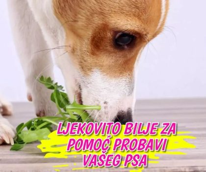 Ljekovito bilje za pomoć probavi vašeg psa