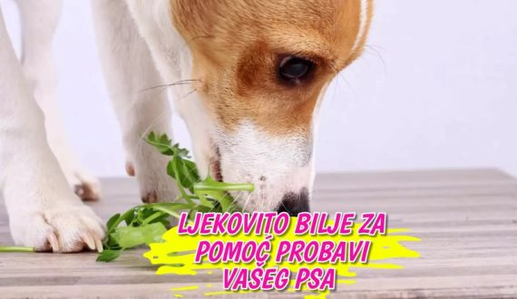 Ljekovito bilje za pomoć probavi vašeg psa