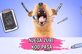 Njega zubi kod pasa