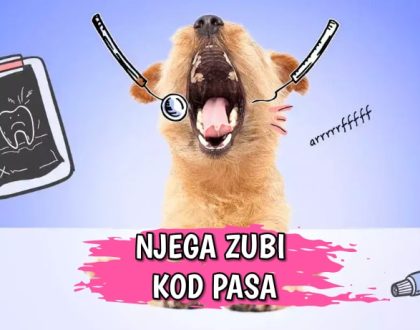 Njega zubi kod pasa