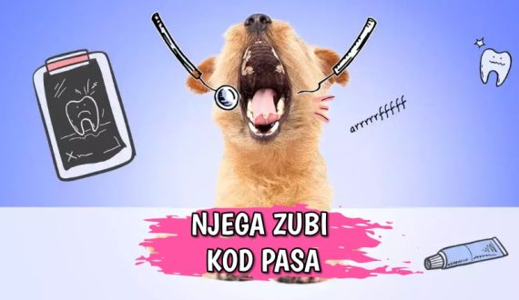 Njega zubi kod pasa