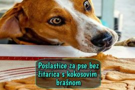 Poslastice za pse bez žitarica s kokosovim brašnom