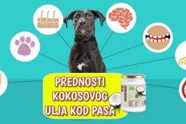 Prednosti koosovog ulja kod pasa
