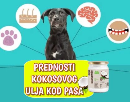 Prednosti koosovog ulja kod pasa