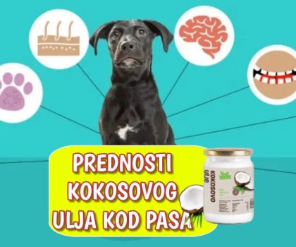 Prednosti koosovog ulja kod pasa