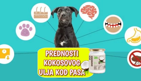 Prednosti koosovog ulja kod pasa