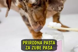 Prirodna pasta za zube pasa