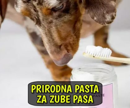 Prirodna pasta za zube pasa