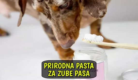 Prirodna pasta za zube pasa