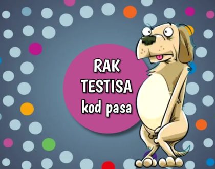 Rak testisa kod pasa