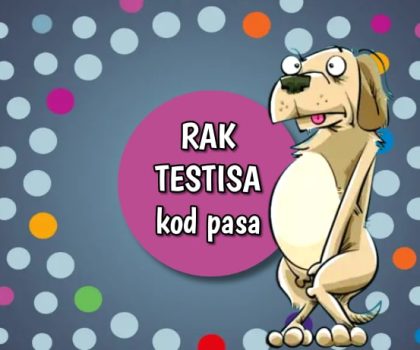 Rak testisa kod pasa