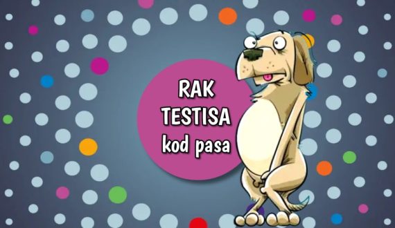 Rak testisa kod pasa