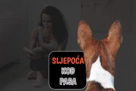Sljepoća kod pasa
