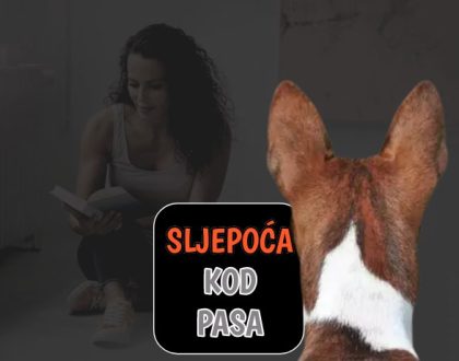 Sljepoća kod pasa