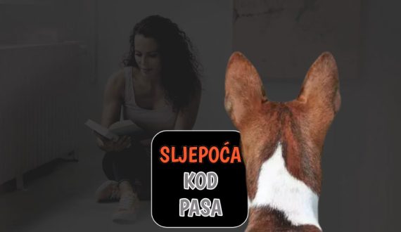Sljepoća kod pasa