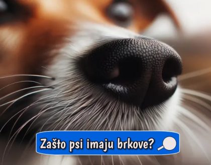 Zašto psi imaju brkove