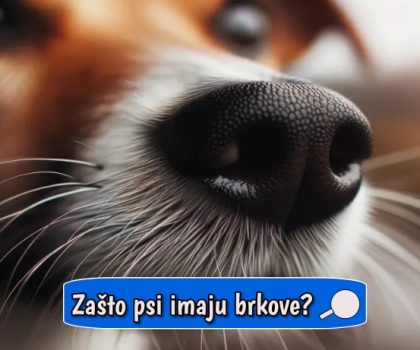 Zašto psi imaju brkove