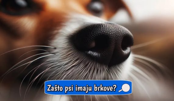 Zašto psi imaju brkove