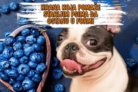 Hrana koja pomaže starijim psima da ostanu u formi